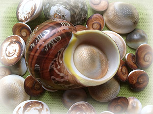 Operculum